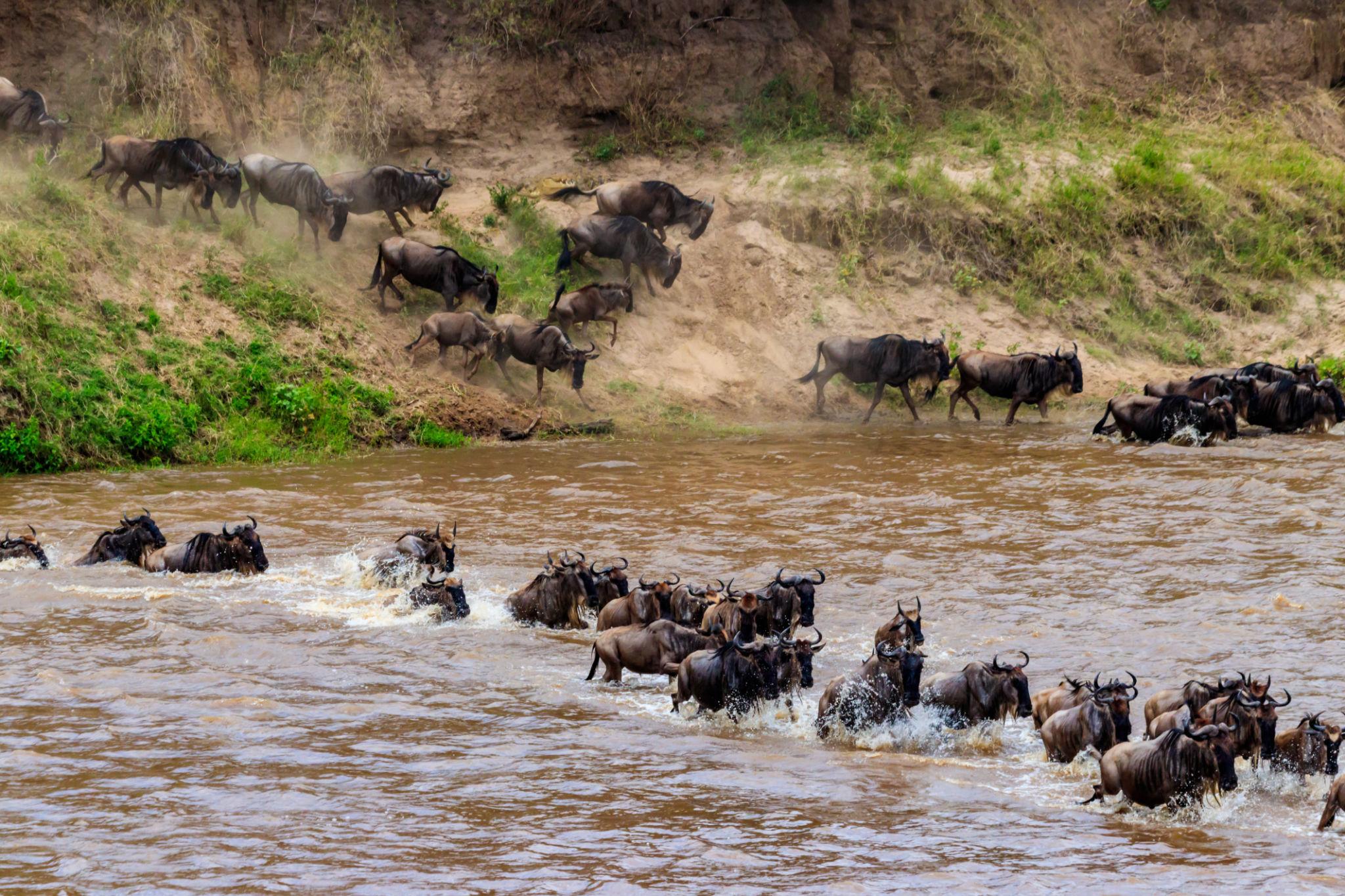 Great Migration – Serengeti National Park Safari Adventure